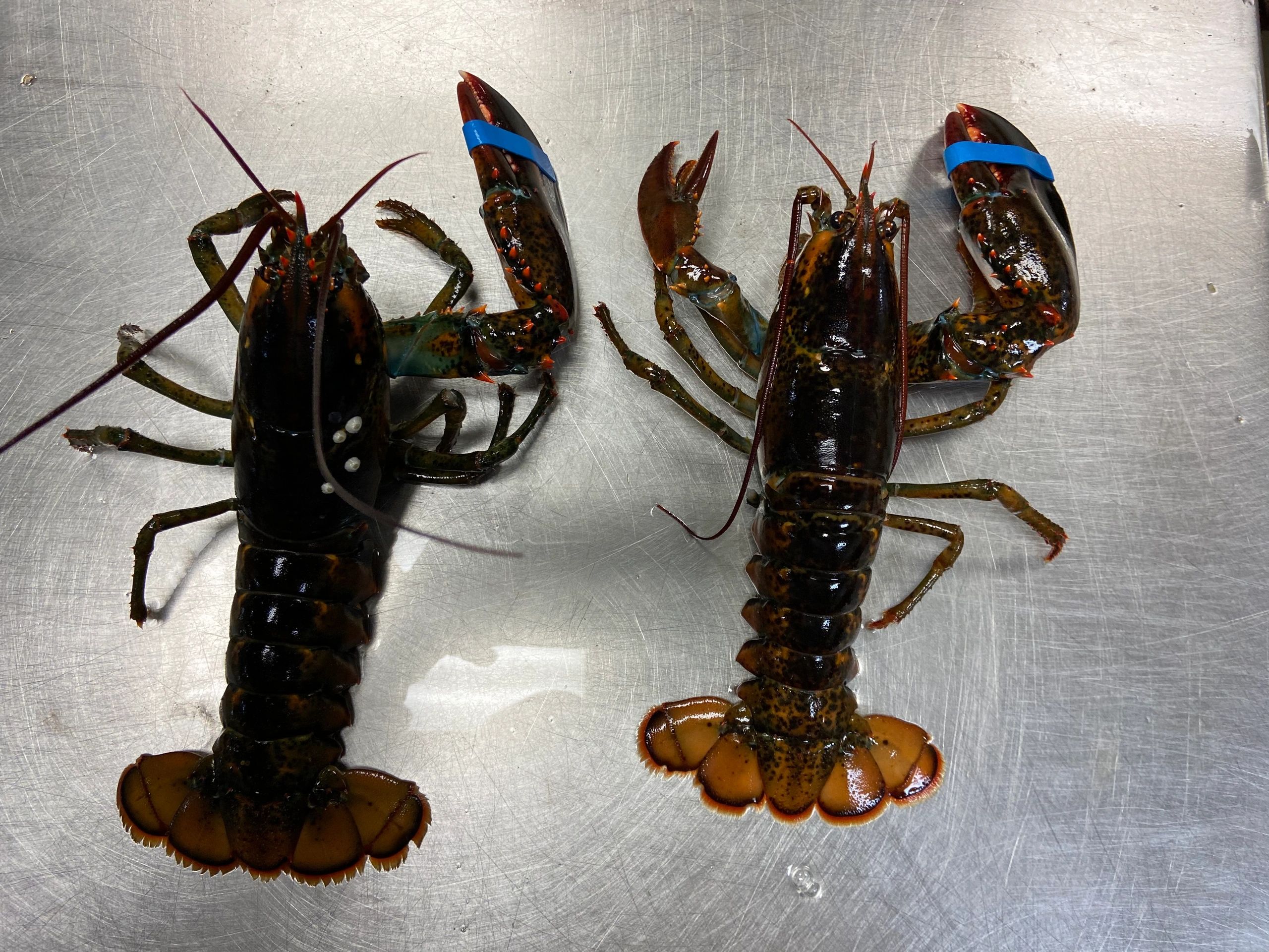 Cull Lobster Sale 咽