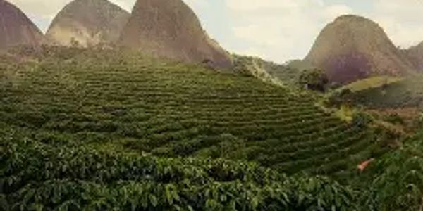 Lush green tea plantation with hills in the background.