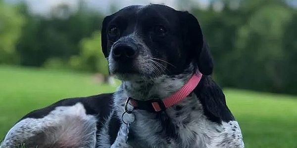 Black and white dog with a pink collar lying on green grass outdoors.