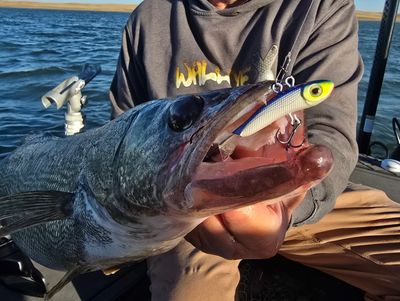 Fisherman holding a large walleye fish caught with a colorful lure.