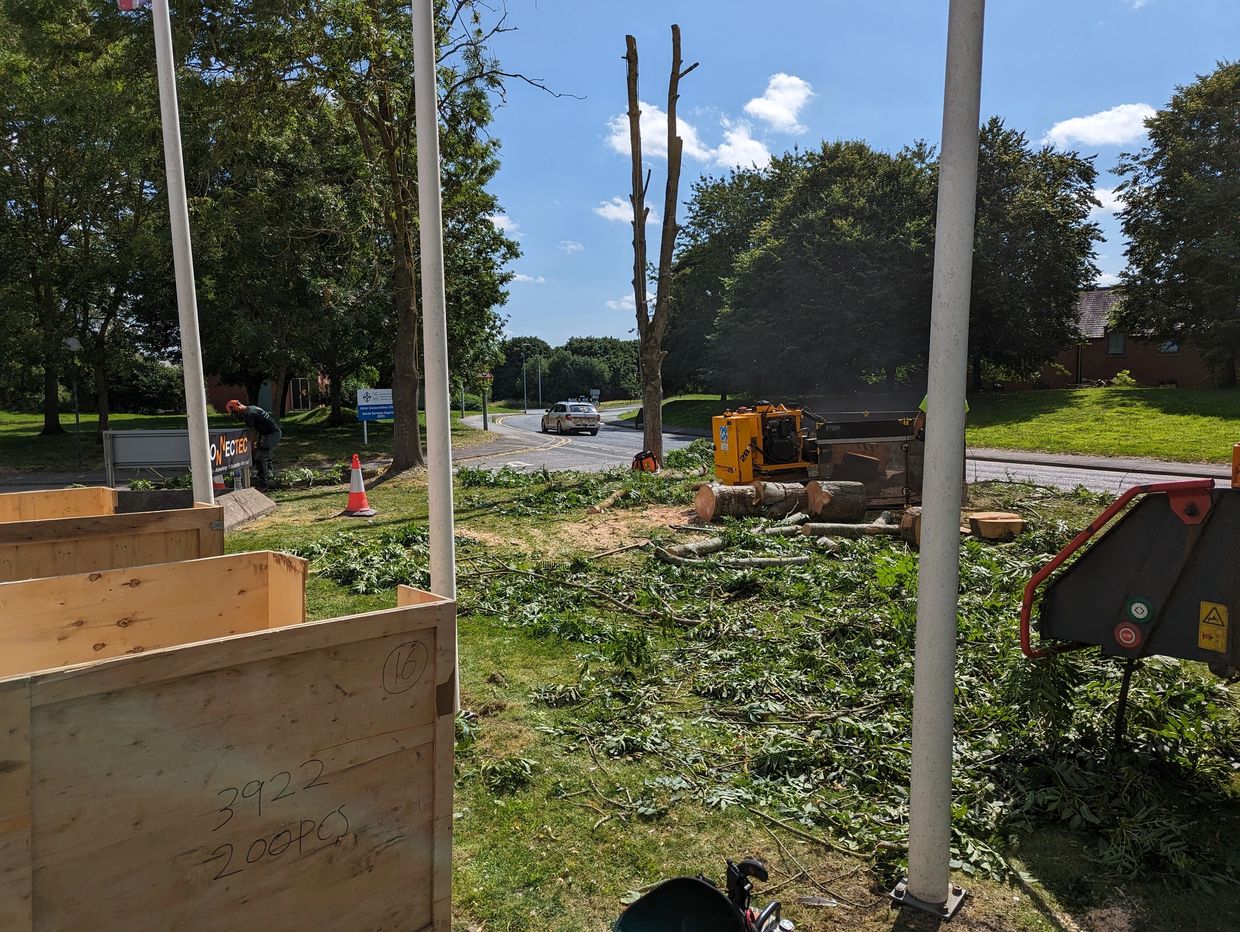 Tree surgeon in Wrexham carrying out removal of infected ash trees and stump grinding afterward