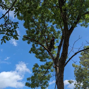 Tree surgeon in Wrexham dismantling a diseased ash tree.