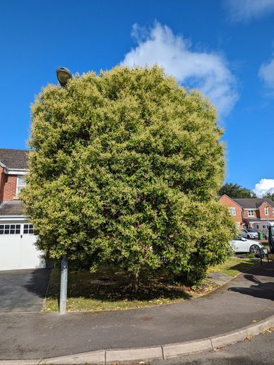 Wrexham tree surgeon work on Japanese Privet