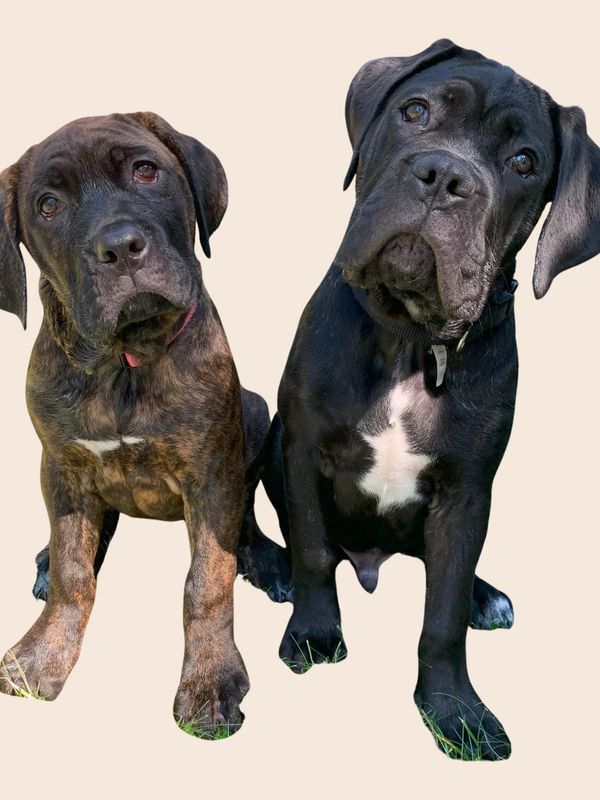 Cane Corso Puppies