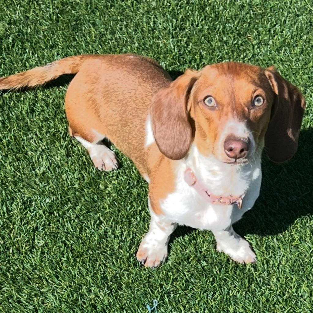 Dachshund dog with light brown fur and blue eyes on green grass.