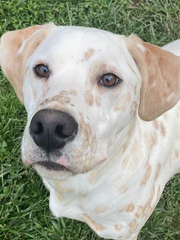 Dalmatian Colors