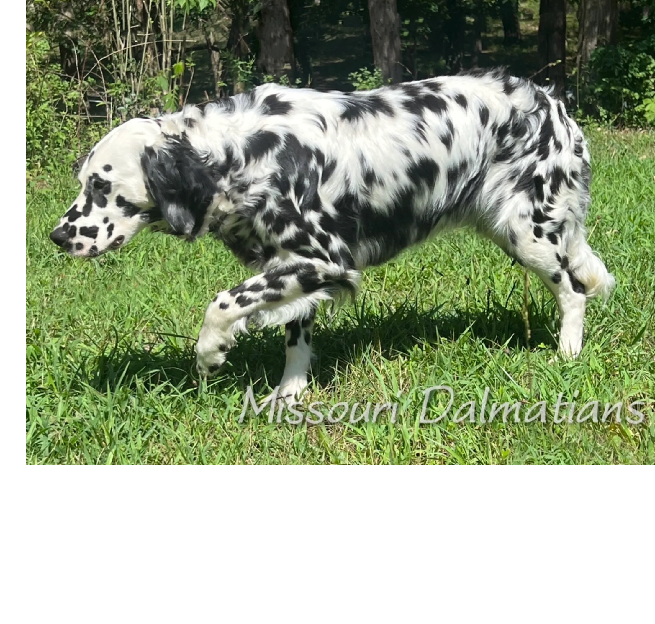 long coated dalmatian