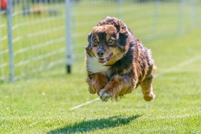 Coursing Ability Test (CAT) – American Kennel Club