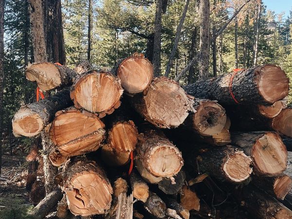 Stacked Logs after land clearing 