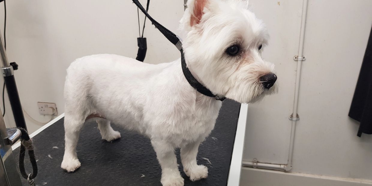 Westie