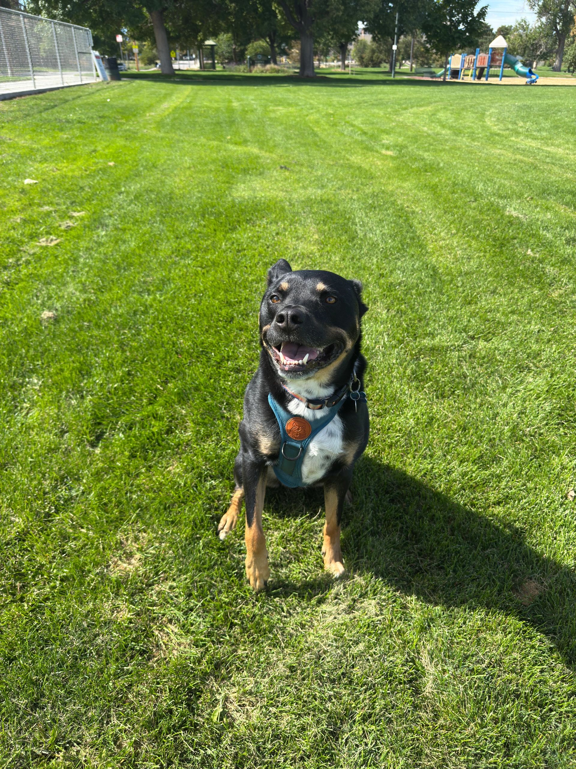 Your Denver Sitter - Pet Services in Denver