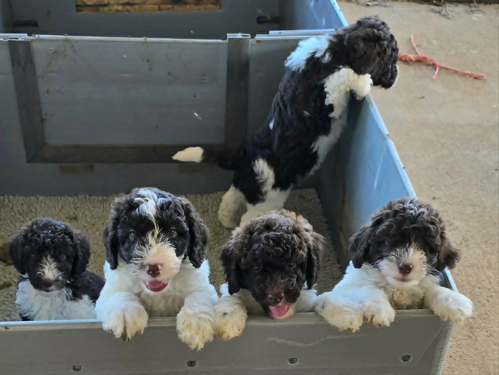 Five adorable black and white puppies peeking over a gray enclosure.