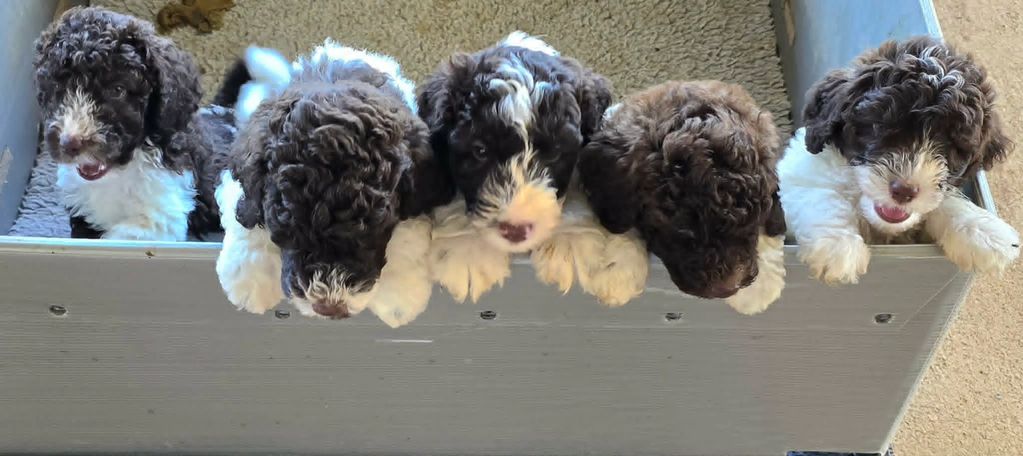 Five curly-haired puppies peeking over a wooden box edge.