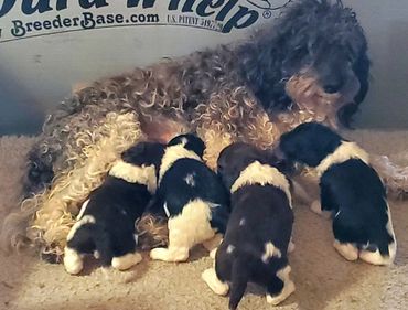 Mother dog nursing her four black and white puppies on a carpet.