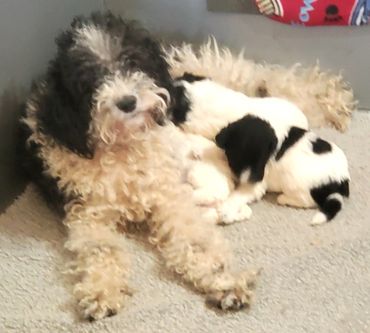 Fluffy black and white dog resting with her puppies on carpet.
