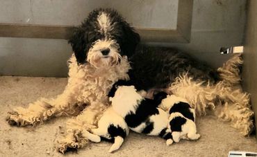 A mother dog nursing her three black and white puppies indoors.