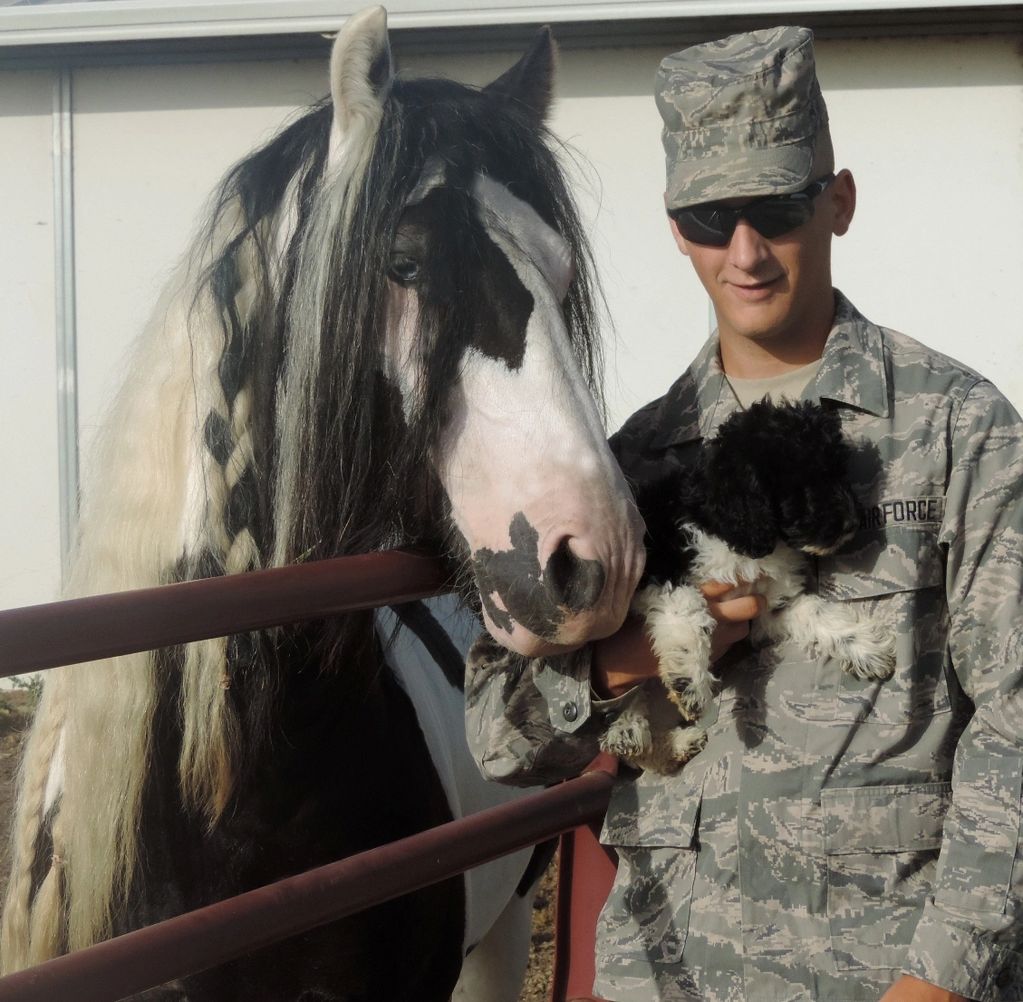 A person in military uniform holding a small dog next to a black and white horse with braided mane.
