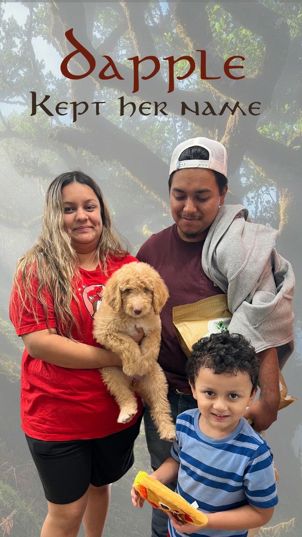a family with an autistic child takes home a cream goldendoodle to do service dog work