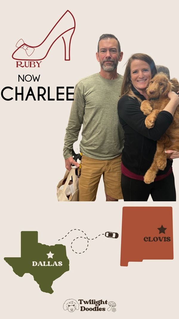 Family takes home red flat coat goldendoodle to new mexico