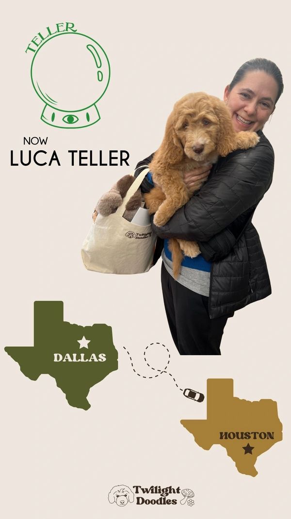 a smiling mother takes home her apricot health test goldendoodle from a reputable breeder