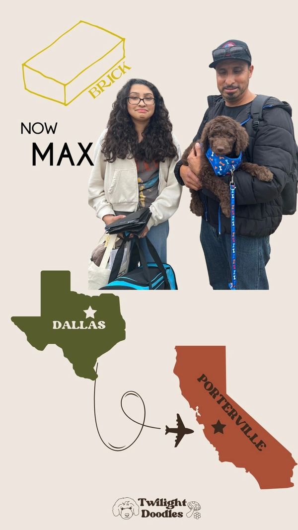 a hispanic family picking up their goldendoodle at the airport headed home to california