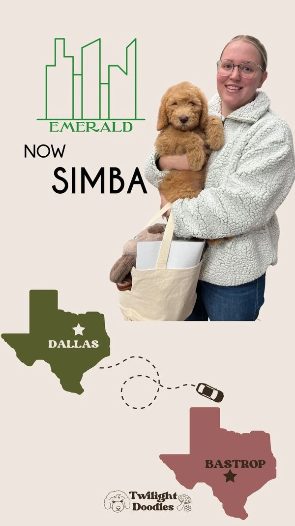 a photographer from texas picks up her apricot goldendoodle for a christmas suprise.