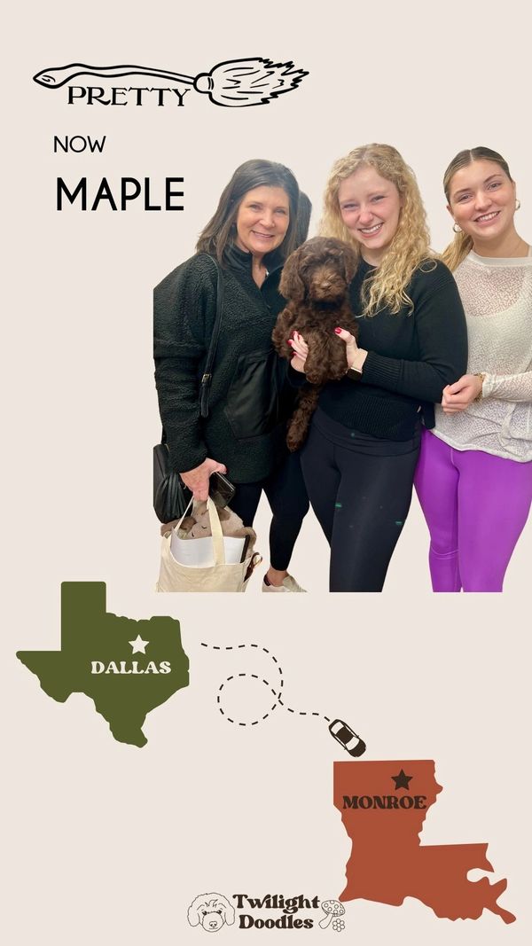a young married doctor taking home a chocolate wavy coated goldendoodle for her new husband