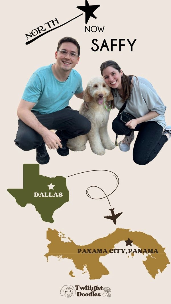 a cream goldendoodle flies to panama city south america to work in its new mothers vet office