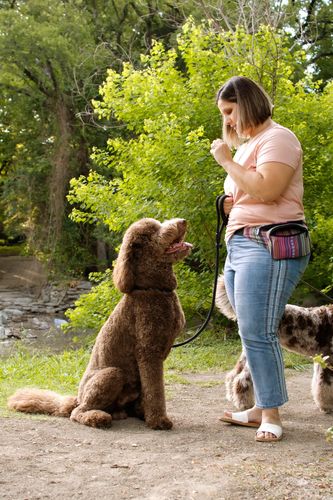 Plus size woman holding a treat at chest height her chocolate goldendoodle is sitting waiting for it