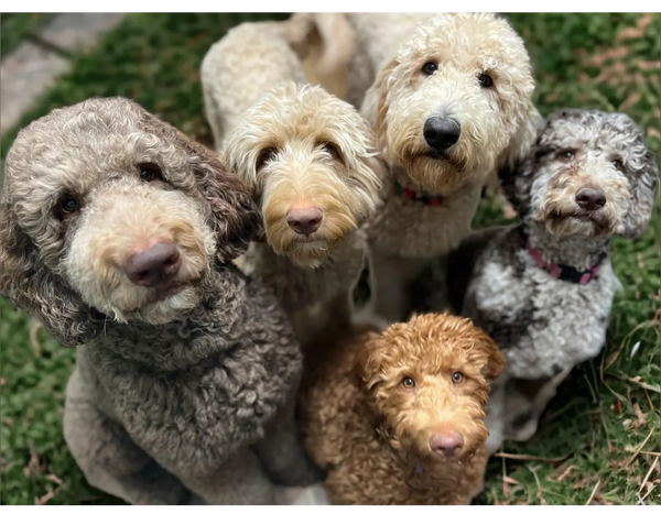 Five Goldendoodles looking directly into the camera all waiting for a treat