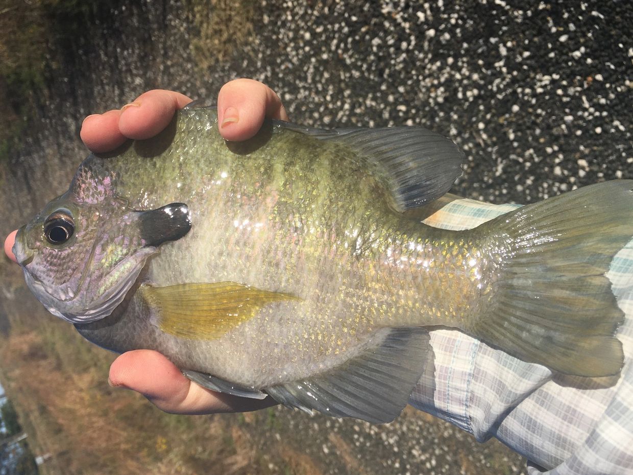 Coppernose Bluegill