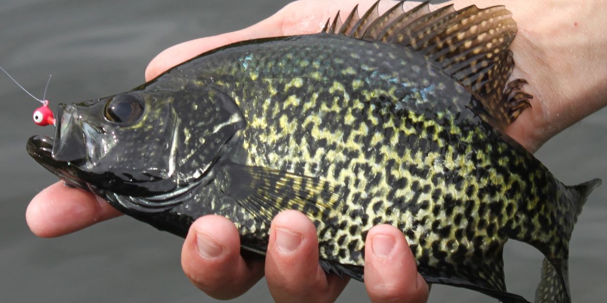 Black Crappie