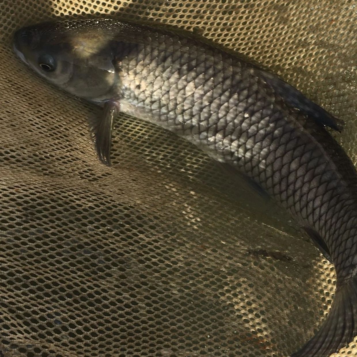 Triploid Grass Carp