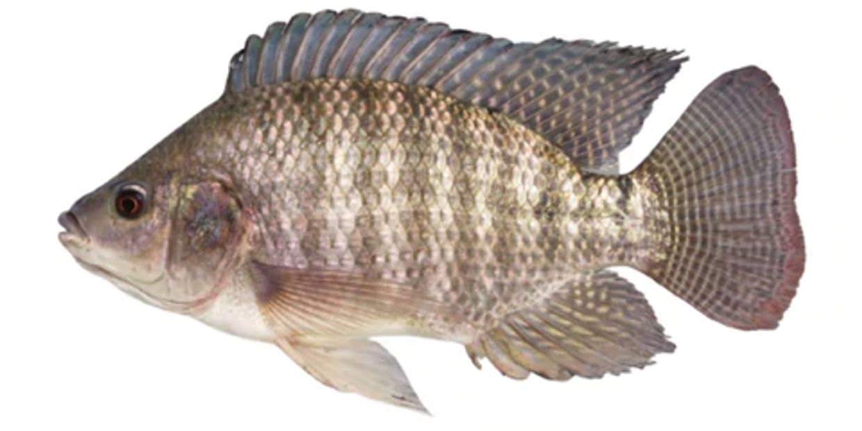 Tilapia 