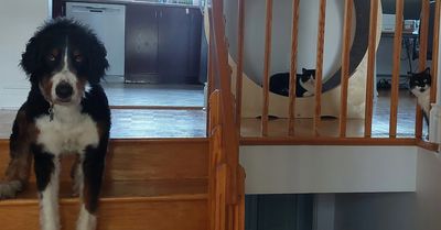 A dog stands on stairs with two cats resting behind a wooden railing.