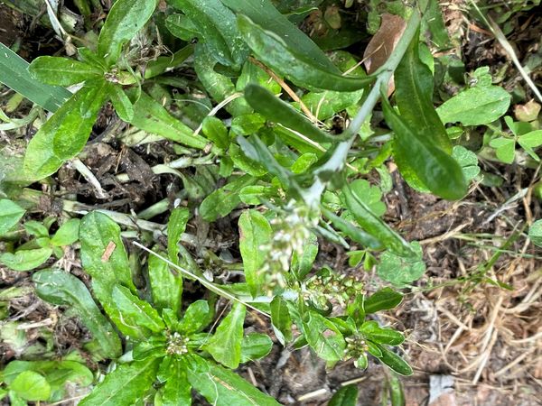 Cudweed Low