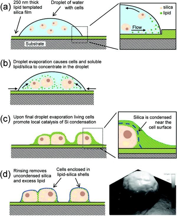 Illustration of lipid-silica shell formation around cells during droplet evaporation.