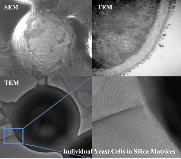 Microscopic images showing individual yeast cells embedded in silica matrices using SEM and TEM techniques.