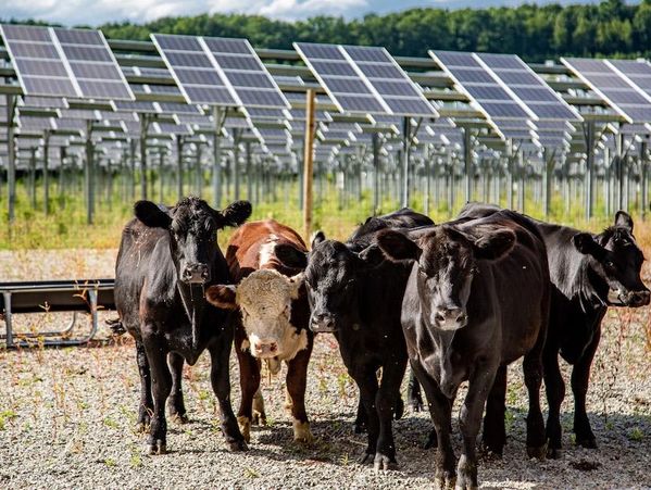 A group of cows standing in front of solar panels on a sunny day.