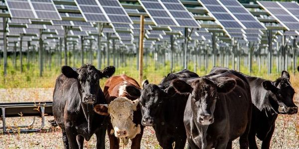Cows standing in front of solar panels in a field.