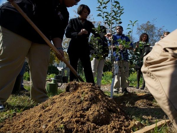 Group of people planting a young tree outdoors on a sunny day.