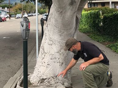 Tree Risk Assessment, 
consulting arborist, arborist, tree service, tree health, diagnosis, treatment, master arborist, tree disease, tree removal, certified arborist, insects, arborist report, tree appraisal