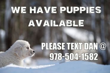 Adorable Golden Retriever puppy available for adoption nestled in a winter wonderland.