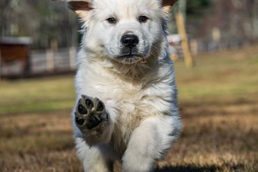 Joyful Golden Retriever puppy in full stride, bounding towards a future filled with love.