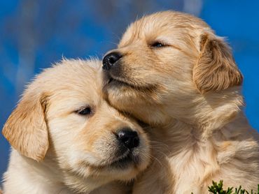 Just Behaving Golden Retrievers. Yellow Golden Retriever Puppies hugging.