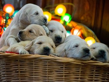 Just Behaving Golden Retrievers. English Cream Golden Retriever Puppies in a Christmas basket