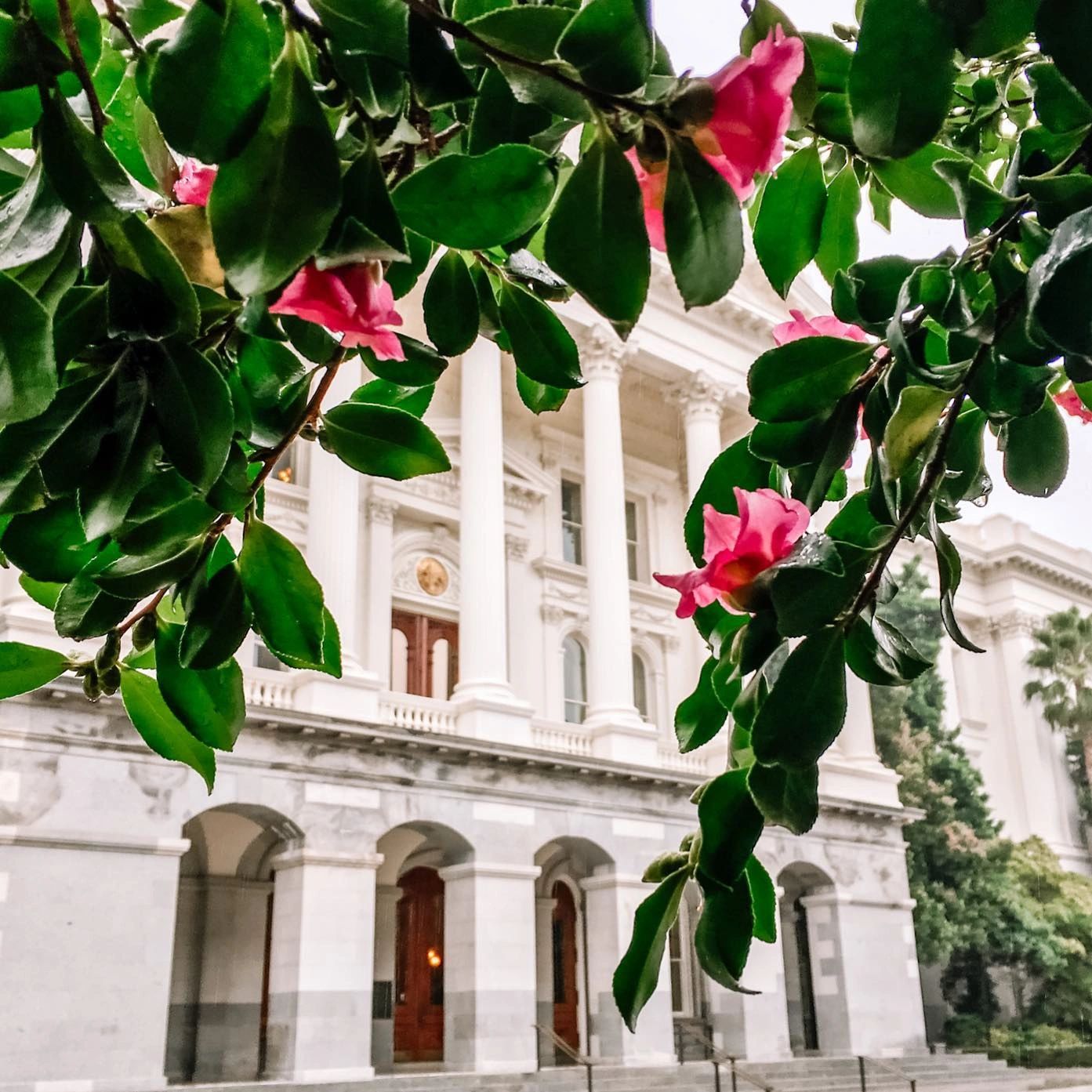 California State Capitol building with pink spring blossoms, Sacramento 