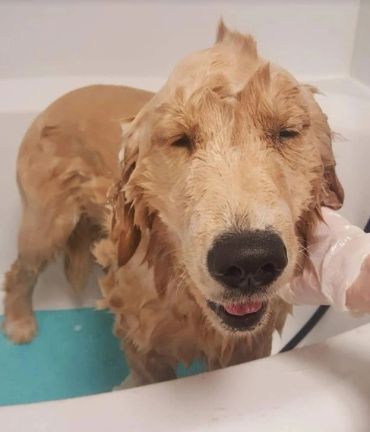 Wet golden retriever enjoying a bath.