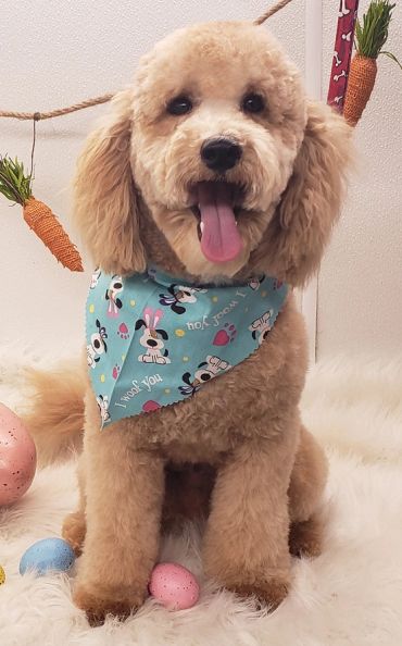 Cute fluffy dog wearing a blue bandana.