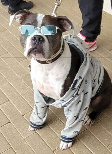 Dog wearing sunglasses and a gray hoodie.